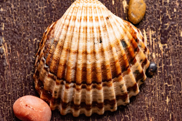 Cheerful and summery set of seashells on a diffuse and colorful background that evoke the tranquility and serenity of the environment from which they come