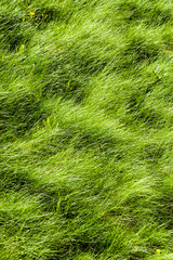 natural green grass