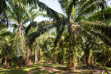 Fototapeta na wymiar Oil palm cultivation field in Colombia
