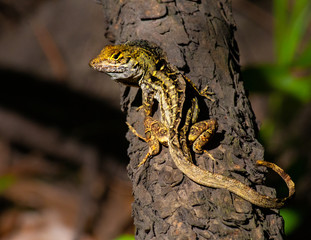 lizard on tree
