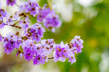 blooming lagerstroemia loudonii, beautiful purple flower bouquet tree, species of flowering plant in the Lythraceae family