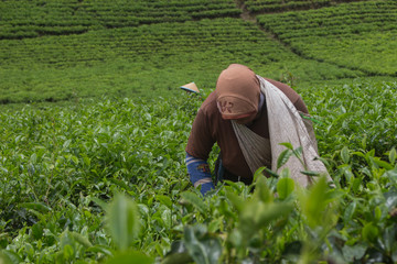 Naklejka na ściany i meble tea pickers who are working on plantations
