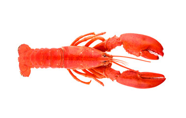 Lobster isolated on white background