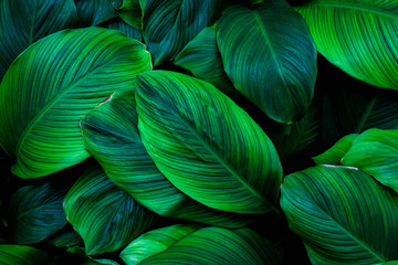 leaves of Spathiphyllum cannifolium, abstract green texture, nature background, tropical leaf - obrazy, fototapety, plakaty