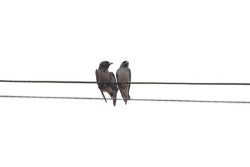 two birds on electric cable on white background