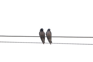 two birds on electric cable on white background