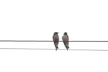 Birds couple on electric cable on white background