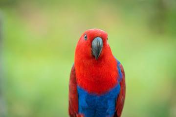 Portrait beautiful colorful Eclectus Parrot with blur nature background.