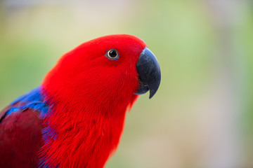 Portrait beautiful colorful Eclectus Parrot with blur nature background.