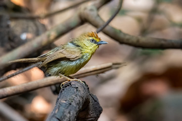 Pin-striped Tit Babbler perching on a perch looking into a distance
