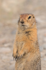 Naklejka na ściany i meble Portrait of an adult American gopher sitting on the ground