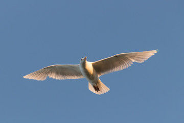 Photo of an adult gull on a blue sky