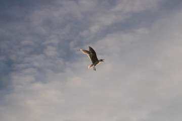 Photo of an adult gull on a blue sky and clouds