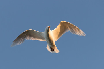 Photo of an adult gull on a blue sky
