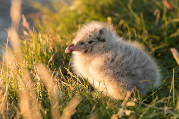 Naklejka na ściany i meble Little fluffy gull chick is sitting on the grass