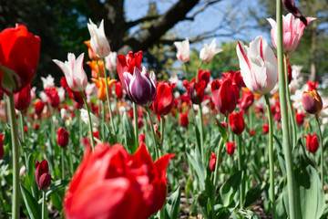 Obraz premium Tulips 1