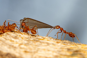Ants teamwork concept, ants working  and carrying other insect ant to nest on branch tree on black background, mocro insect animal wildlife concept.