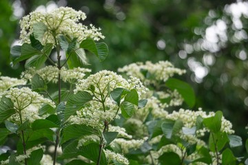 下から見上げた白いガマズミの花