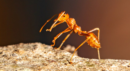 Ants teamwork concept, ants working  and carrying other insect ant to nest on branch tree on black background, mocro insect animal wildlife concept.