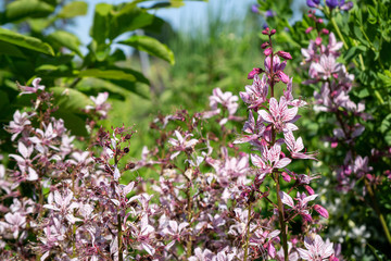 Fototapeta premium Pink Flowers 1