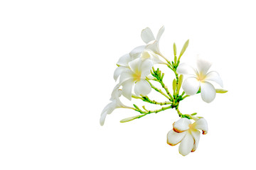 White plumeria flowers. Plumeria flowers bloom isolate on white background 