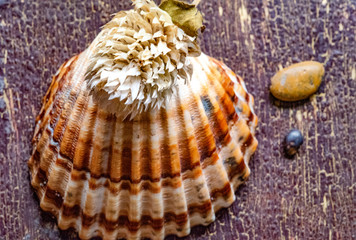 Cheerful and summery set of seashells on a diffuse and colorful background that evoke the tranquility and serenity of the environment from which they come