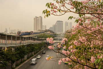 Bangkok, Thailand-February 7, 2020: Pink Trumpet tree flower know plant begin blooming at Chatuchak...