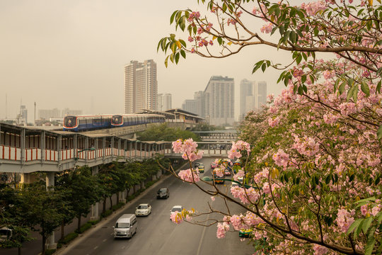 Bangkok, Thailand-February 7, 2020: Pink Trumpet tree flower know plant begin blooming at Chatuchak park Phaholyothin road, beside Bts train station under cloudy sky with PM 2.5 air pollution