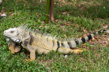 Wild adult iguana in a park of a country town in Colombia.