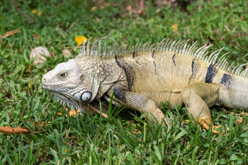 Wild adult iguana in a park of a country town in Colombia.