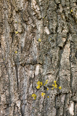 uneven tree bark