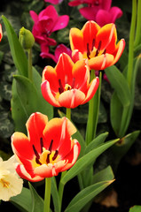 Fototapeta premium Flower red tulips