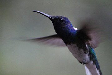 Colibrí del Tolima Colombia © GustavoAdolfo