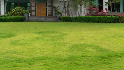 Fresh green grass smooth lawn with bush, trees on the background, good maintenance landscapes in a garden 