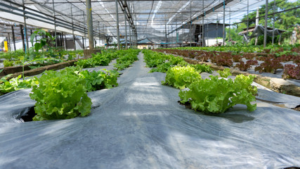 Vegetable plantation in organic farmland, young green and red oak leaf lettuce seedling spreading...
