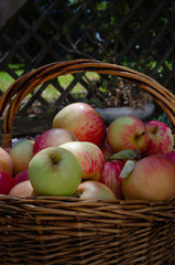  Organic Apples, pesticide-free, spray free. Harvesting from small garden.