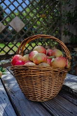  Organic Apples, pesticide-free, spray free. Harvesting from small garden.