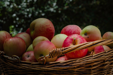  Organic Apples, pesticide-free, spray free. Harvesting from small garden.