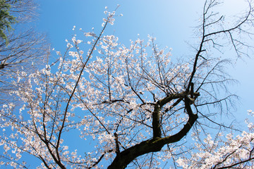 Sakura, cherry blossoms in Chidorigafuchi Tokyo Japan