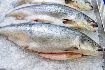 Trout lies on ice crumbs, a showcase.