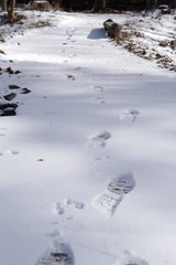 雪の足跡