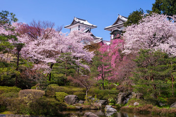 日本の石川県、金沢城の桜。