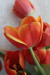 bouquet of red tulips