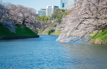 Fototapeta premium 東京 千鳥ヶ淵の桜、日本の春
