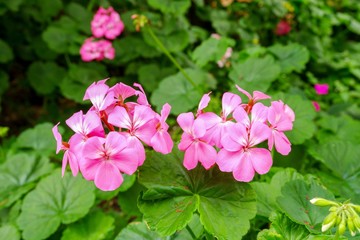 The pink flower is known as geranium. This flower is a group of Pelargonium species.