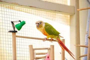 ウロコインコ