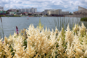 Flowering astilbe in city park. White flowers of Astilbe japonica - false goat beard, false spirea
