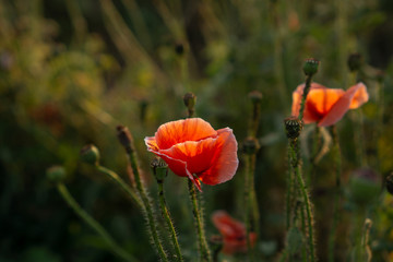 Field of orange petals of Opium poppy blooming on blurry grren leaves under sunlight evening