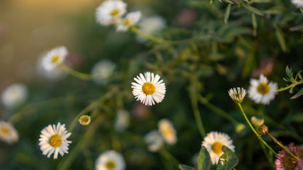 Field of white petals Marguerite daisy blooming on blurry green leaves background