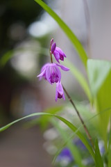 花, 自然, 紫, とぶ, 植える, 